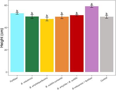 Enhancing nutrient uptake and grapefruit (Citrus paradisi) growth through soil application of beneficial bacteria (Bacillus spp.)